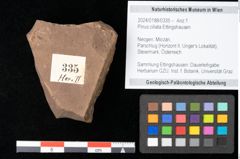 Foto (Objekt + Etikett) von Cathaya sp. (NHMW-GEO-2024-0188-0335)